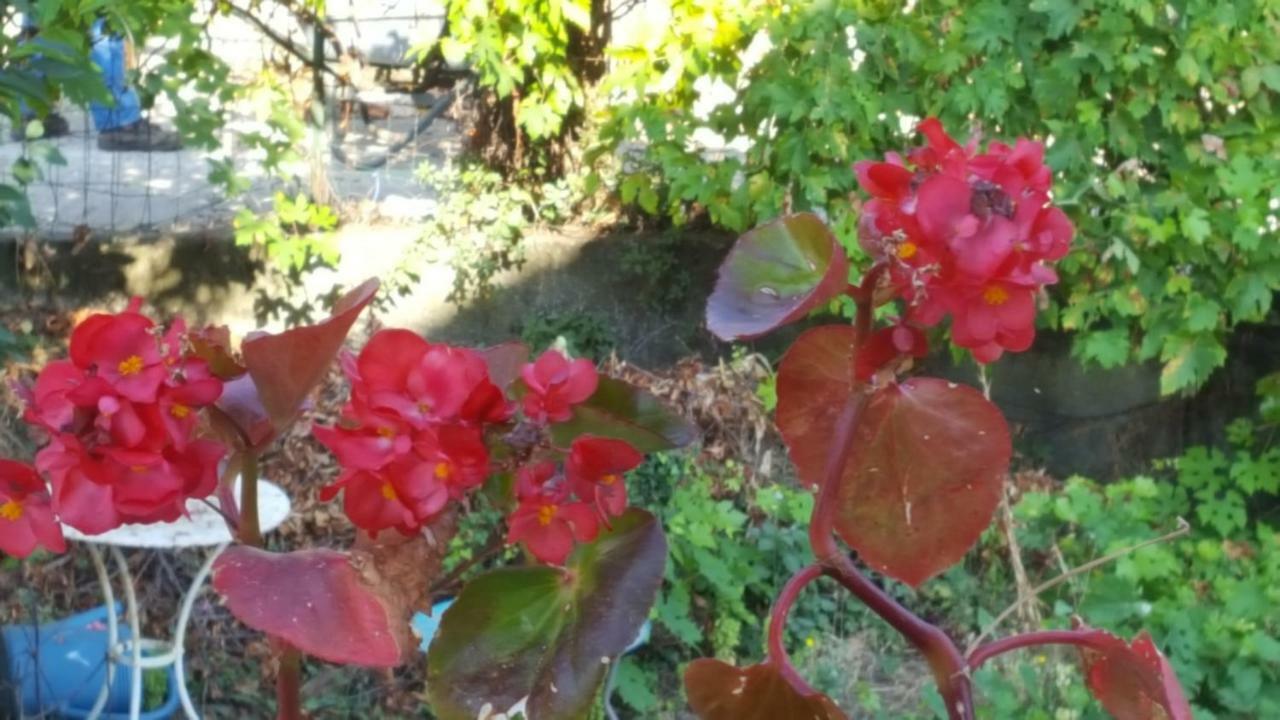 English Club In Corsica B&B Porri Ngoại thất bức ảnh